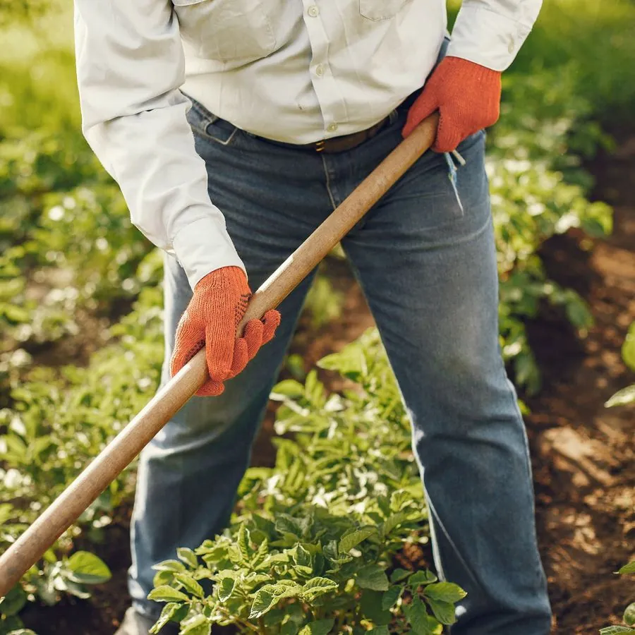 Landwirt bei der Feldarbeit zwischen Gemüsereihen