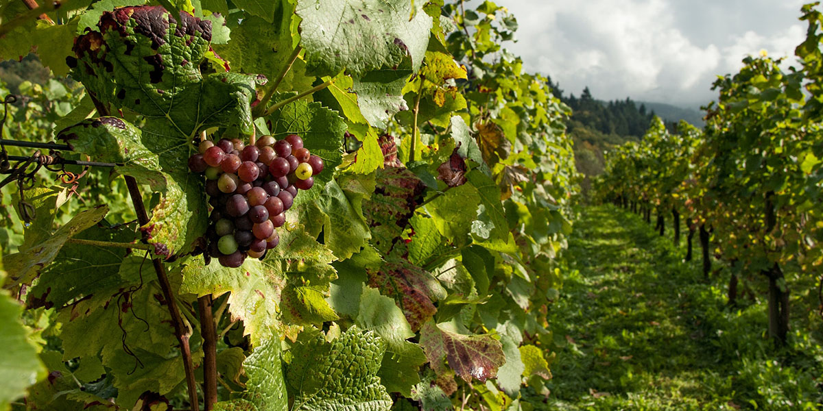 Entdecke die Schönheit des Weins aus dem Markgräflerland: Klima, Rebsorten und Tipps für die Verkostung