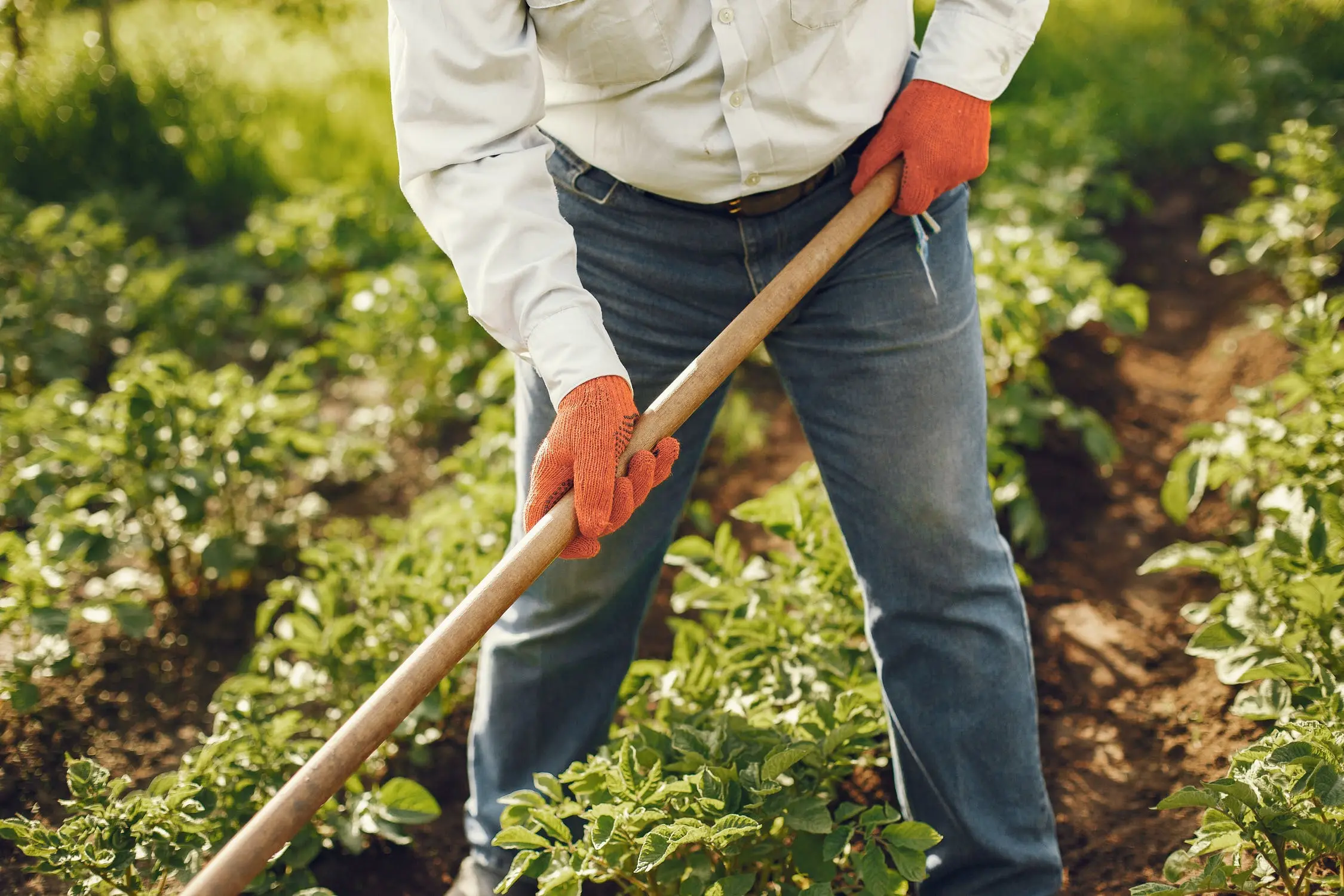 Landwirt mit Hacke und orangefarbenen Handschuhen bei der Arbeit zwischen Gemüsereihen