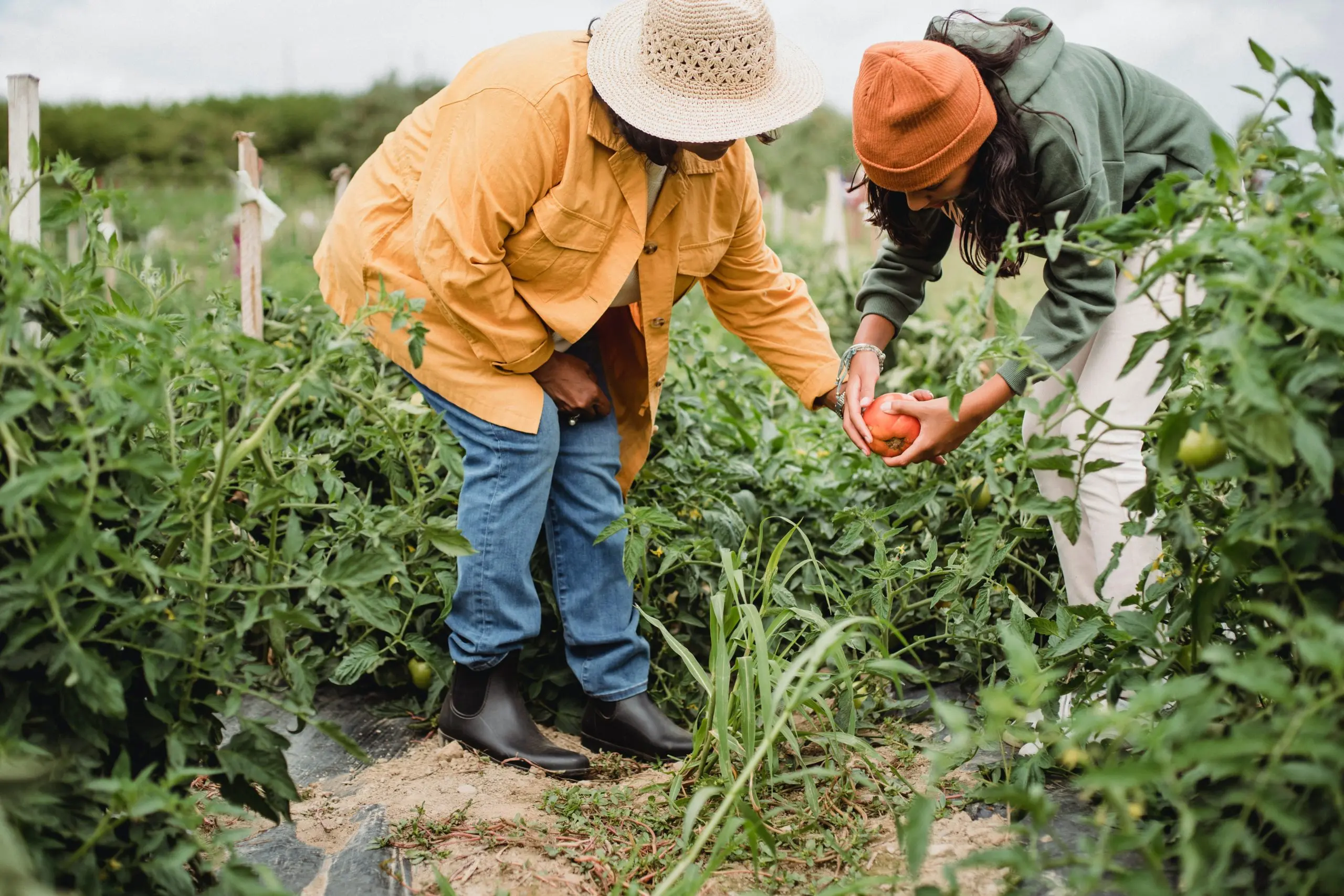 Zwei Personen ernten reife Tomaten auf einem Feld