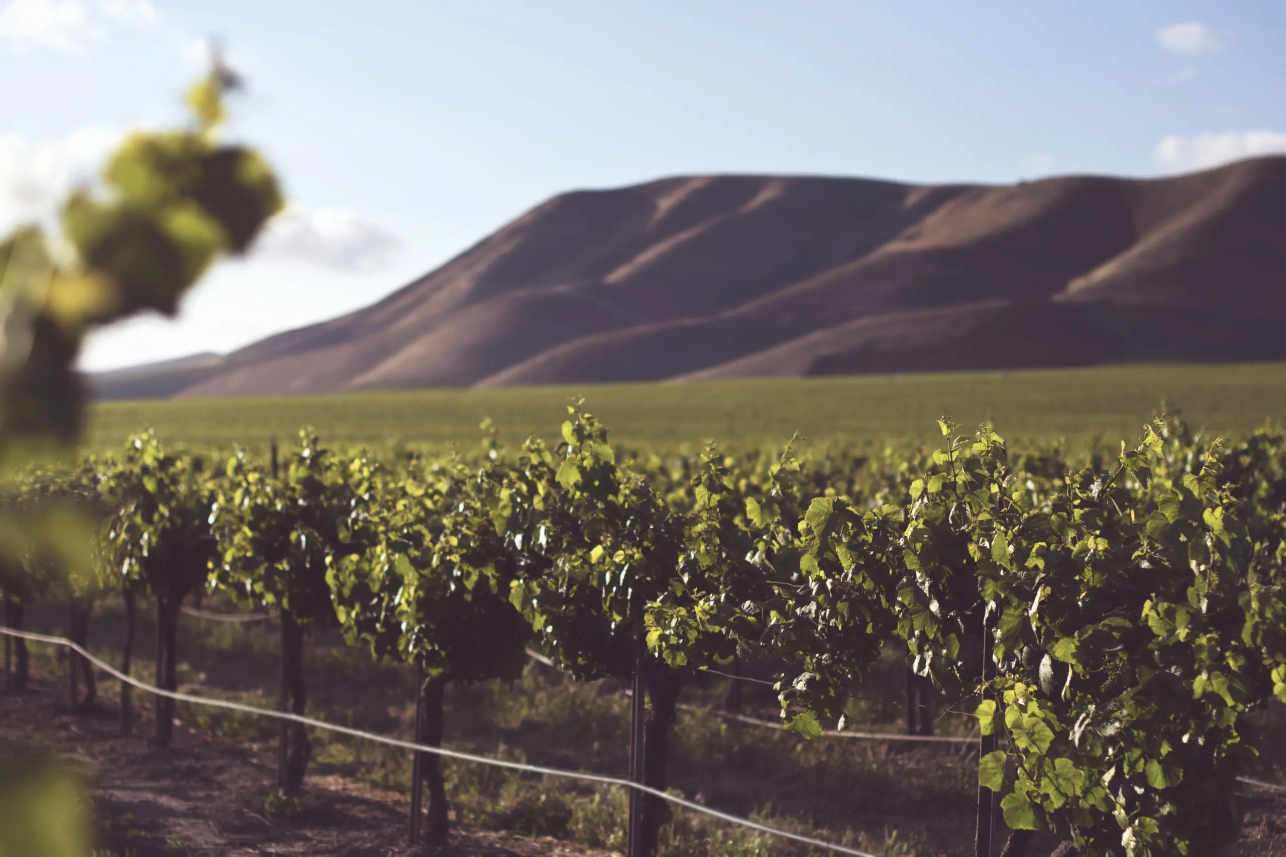 Weinberg mit grünen Rebzeilen vor sanften Hügeln im Abendlicht